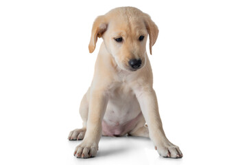 Puppy Labrador Retriever dog training sitting and practice patience- isolated on white background