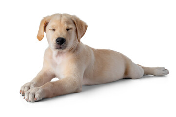 Puppy Labrador Retriever dog takes a nap while practice patience- isolated on white background