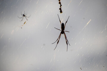 Larger spiders on its cobweb