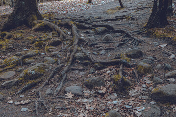 tree roots in the forest