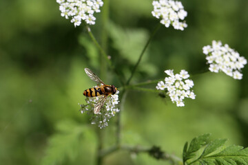 Beautiful Hoverfly on a white flower in the forest