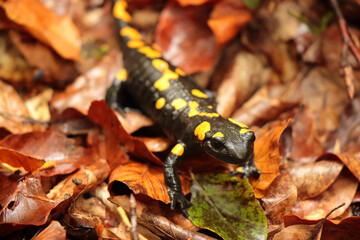 Salamandra salamandra in the autumn beech forest, Bieszczady Mountains