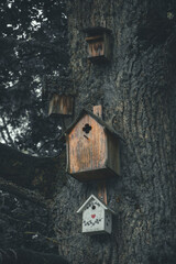house in the woods