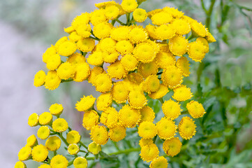 Blooming plant of Tansy. Common Tansy yellow flowers, Common Tansy, Tanacetum vulgare, Bitter Buttons, Cow Bitter, Mugwort, Golden Buttons close up