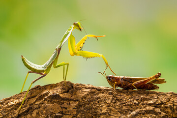 green praying mantis in branch