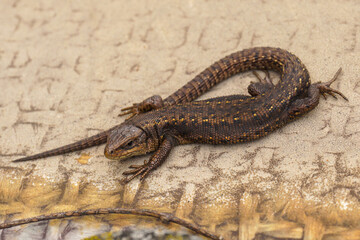 An ordinary fast lizard warms up in warm weather.