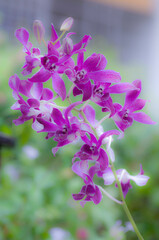 purple orchids in garden of green