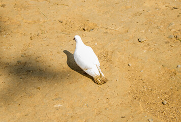 white pigeon or doves on a Black background, White pigeon isolated, bird of peace
