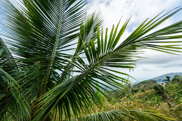 Coconut palm tree branches in the rainforest in Thailand.