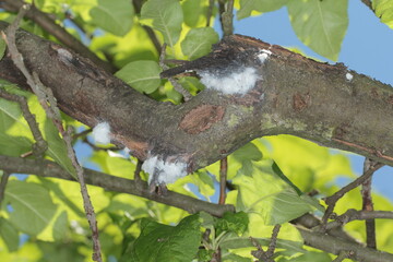 olony of Woolly apple aphids or American blight (Eriosoma lanigerum). It is important pest of apple trees.