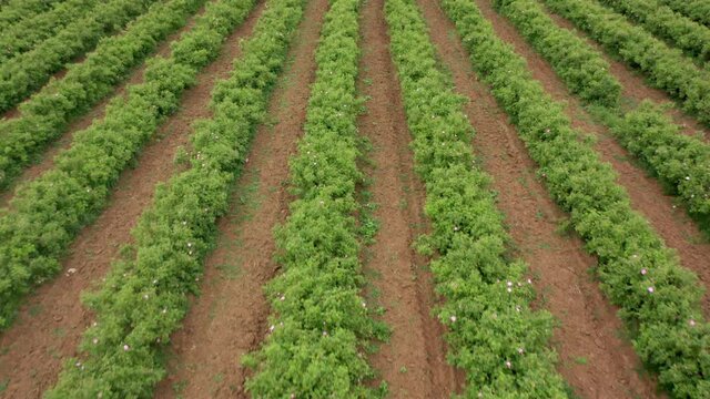 Aerial drone flight over blossomed field with oil-bearing rose (Rosa Damascena) in well-known Valley of roses near Kazanlak, Bulgaria. Close up view.