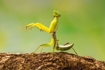 green praying mantis in branch - obrazy, fototapety, plakaty