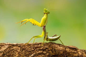 Foto op Plexiglas green praying mantis in branch © lessysebastian
