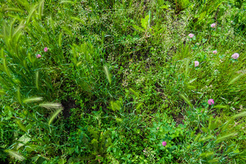 Barley, Hordeum murinum long grass with light and pink flowers