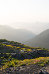 A rocky mountain goat (Oreamnos americanus) at Mt. Baker-Snoqualmie National Forest during golden...