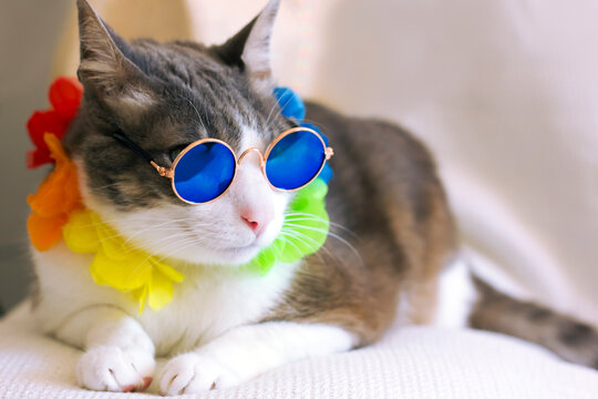 Cat wearing rounded retro sunglasses relaxing sitting on cauch on light background. Holiday summer cat. hawaii cat. Close up