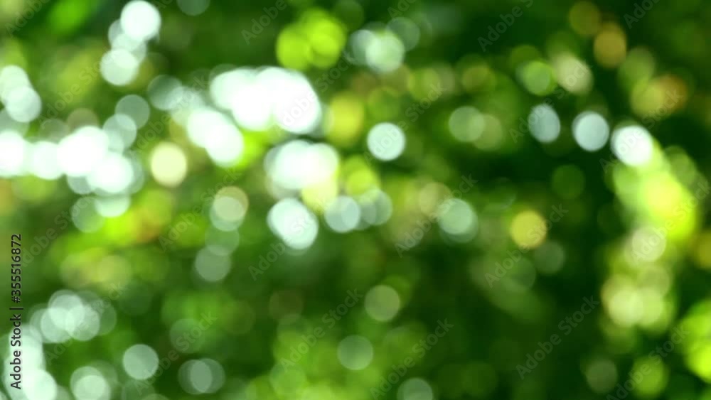 Poster the movement of beautiful green background abstract light gradient bokeh natural.