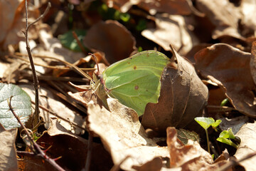 A Brimstone sitting on dried leaves.