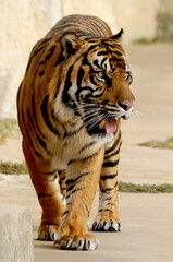 Fototapeta na wymiar Wild Tiger Pacing as he looks for prey in his territory. 
