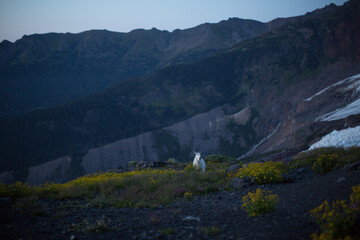 A white rocky mountain goat at Mt. Baker-Snoqualmie National Forest during blue hour