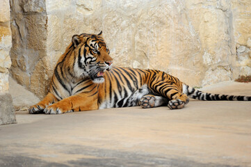 Tiger in the zoo roars as he views his onlookers 