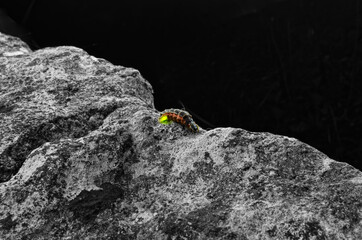 glow-worm over a black and white rock 