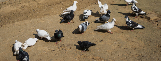 Obraz premium Pigeon birds standing together. Group of pigeons and the dove. 