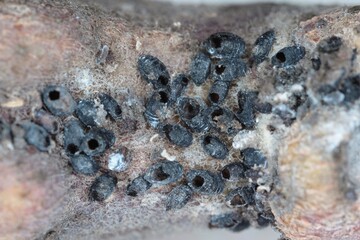 Colony of Woolly apple aphids or American blight (Eriosoma lanigerum) killed by a parasitoid wasp...