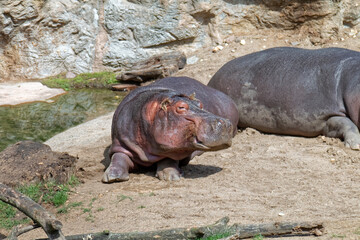 Animals - resting hippo.