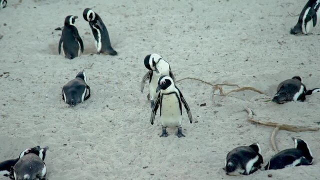 African penguin ( Spheniscus demersus) also known as the jackass penguin and black-footed penguin. South Africa