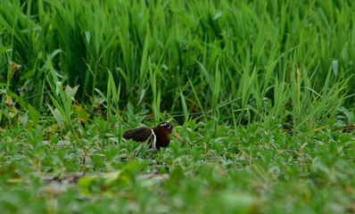 painted snipe bird in habitat