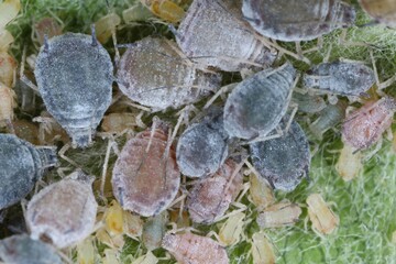 Rosy apple aphid (Dysaphis plantaginea) pest of apple trees.