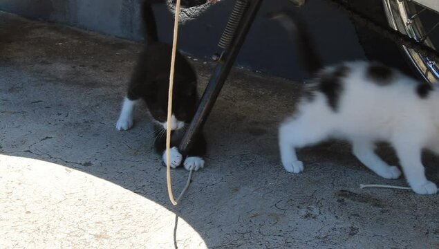 Dos gatitos jugando con una cuerda 