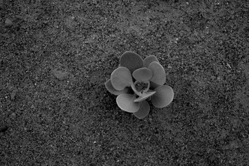 flower on the sand