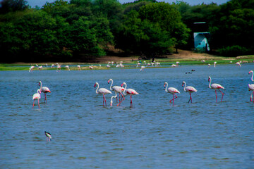 Naklejka premium Flamingos in Thol lake