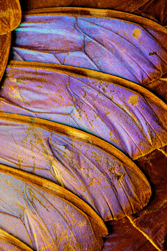 Extreme macro photo of blue and purple butterfly wings.  I used special lighting to bring out the iridescent colors and textures.  The butterfly species is blue morpho from South America.