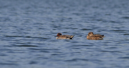 common teal duck in a lake