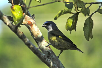 aves en estado natural