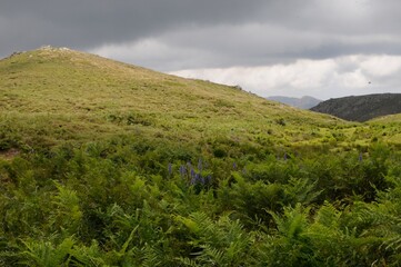 Fototapeta premium Prairie de fougères au sommet des hauts plateaux de corse, sous un ciel gris, nuageux et orageux.