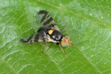 Rhagoletis cerasi is a species of tephritid fruit fly known by the common name cherry fruit fly. It is a major pest of cherry crops in Europe.