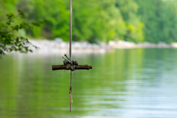 Photo of an old rope swing tied to a tree hanging over a quiet stream. Bungee over water