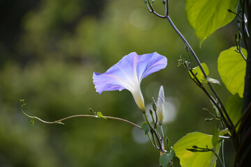 一輪の薄紫色のアサガオ。光を浴びて咲く薄紫色のアサガオの横顔とつる。Beautiful profile of a  Japanese morning glory and a bud and a vine.