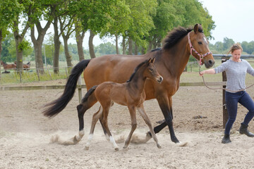 Little brown foal, trosts next to the mother, one week old, during the day with a countryside landscape