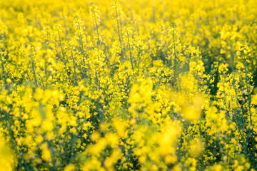 Obraz premium The flying honey bee and rape flowers blooming in spring