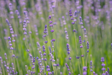 lavender branches against the background of the lilac lavender field