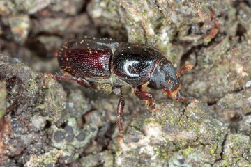 Scolytus mali - larger shothole borer (other names apple bark beetle and large fruit bark beetle of bark beetle in the family Curculionidae (subfamily Scolytinae) a pest of many fruit trees. 