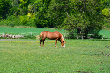 Naklejka premium Cheval