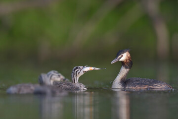 Haubentaucher Podiceps cristatus