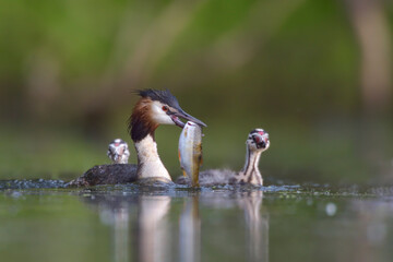 Haubentaucher Podiceps cristatus