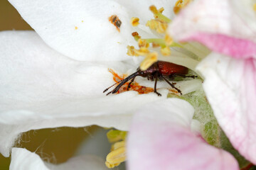 Peach weevil (Rhynchites bacchus) on the apple leaf. This insect is a common pest in orchards.